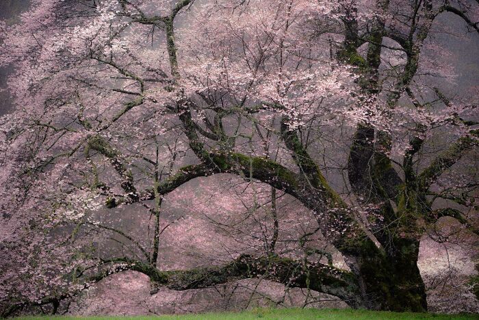 This Is My Take On Ancient Sakura Of Japan