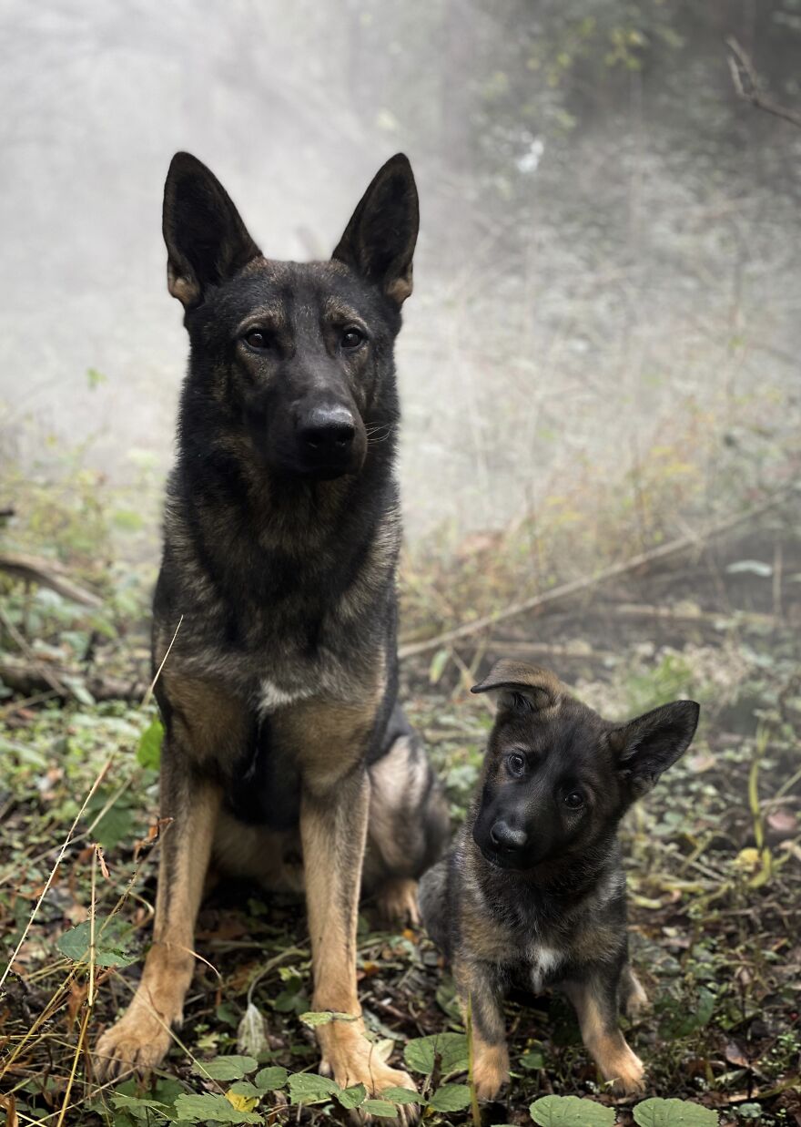 Digital Artist Combines Photos Of Dogs As Puppies And Adults Into One Wholesome Image