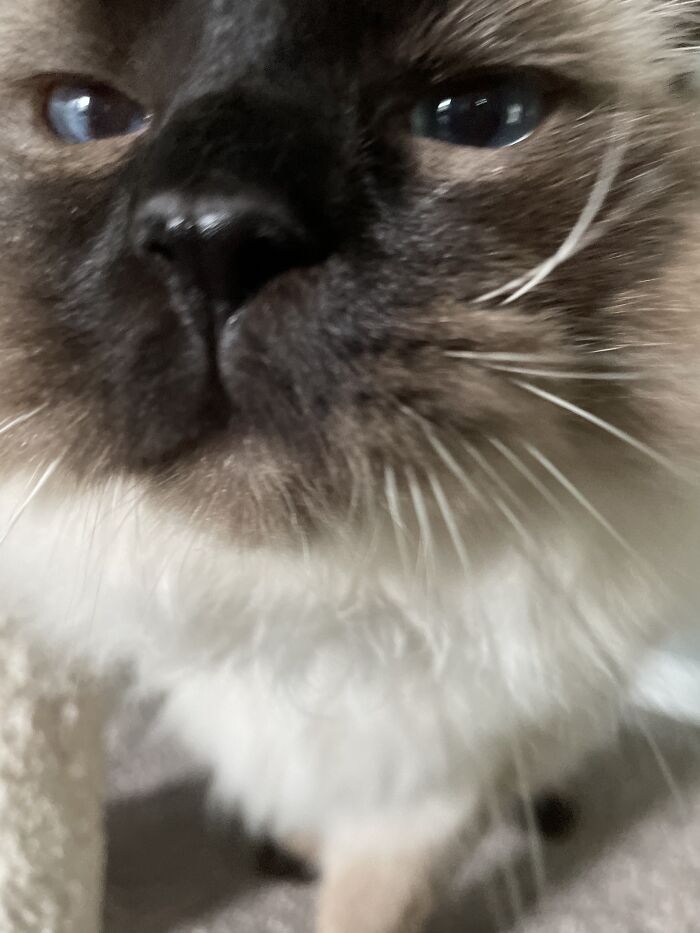 My Cat Was Curious About The Camera