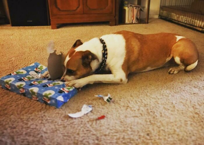 Dog unwraping present