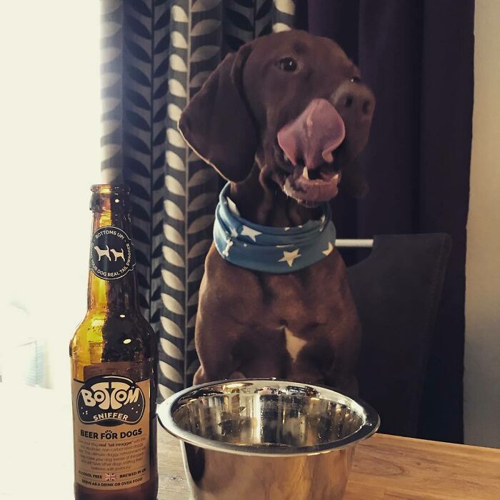 Brown dog sitting at a table and eating