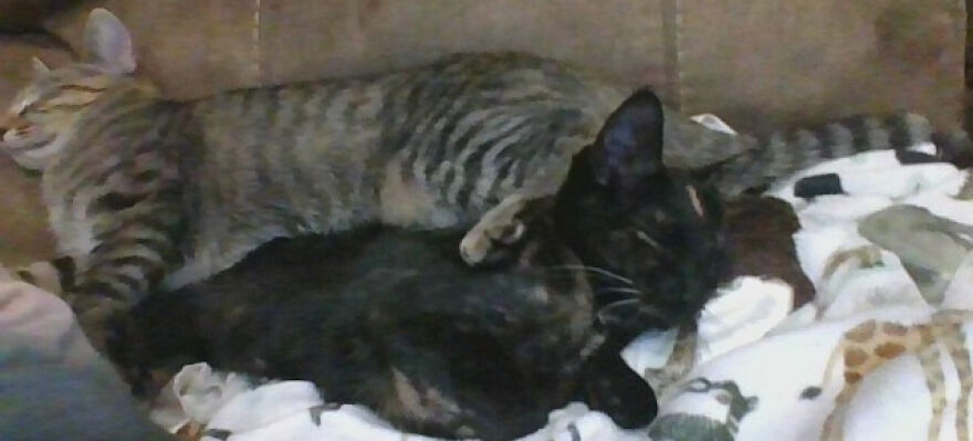 24 Pictures Of My Beautiful Cats I Love To Bits🐈⬛🐈 24 Pictures Of My Beautiful Cats I Love To Bits🐈⬛🐈