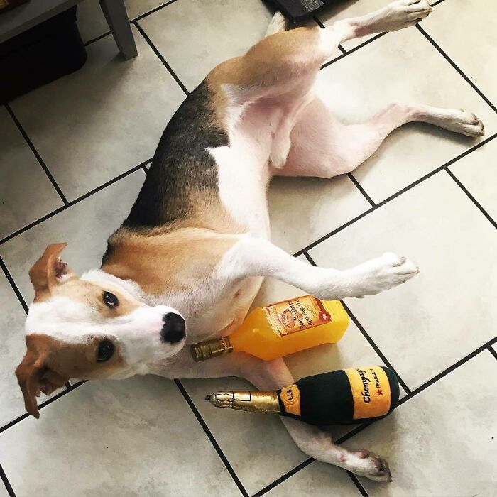 Brown dog lying on the ground and holding bottle toys