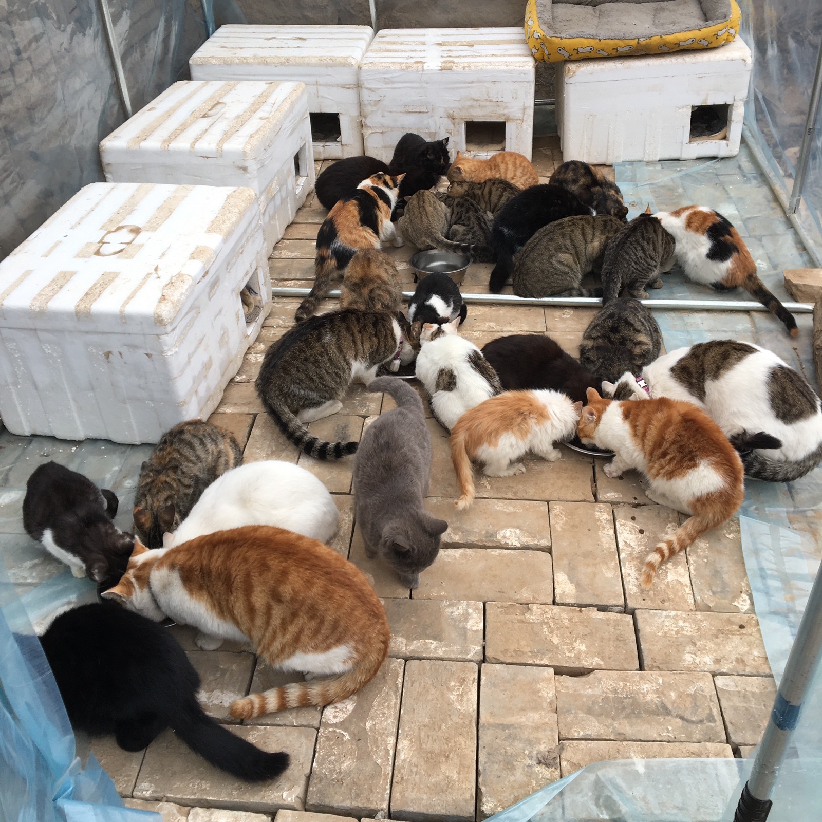 These Stray Cats Saved My Life