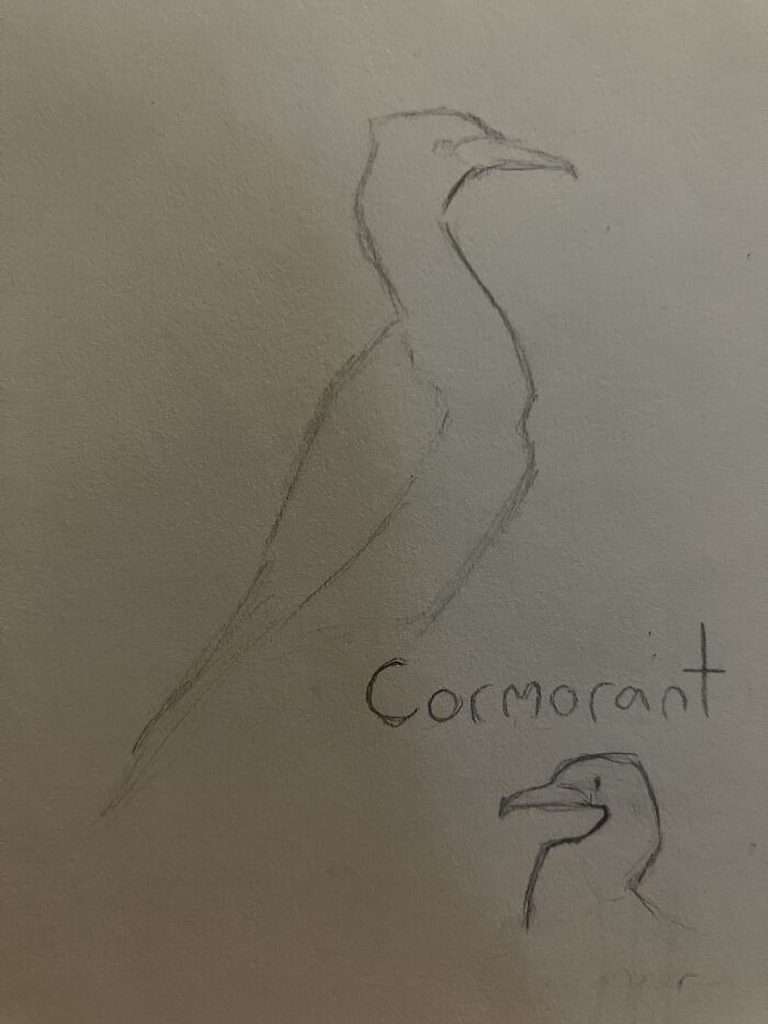 Ok I Promise This Is The Last One. More Birds!