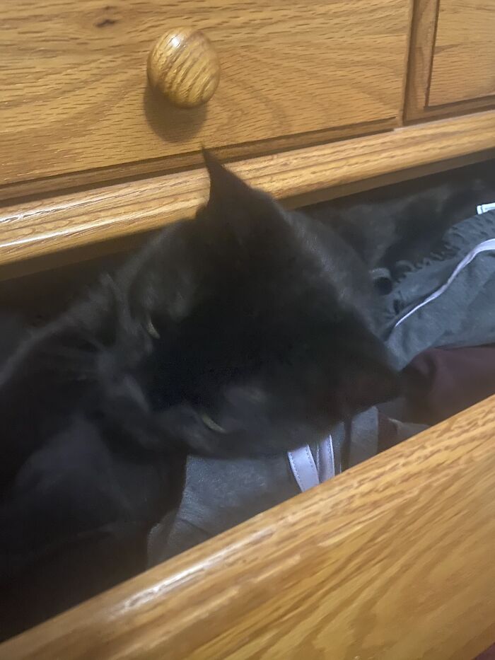 Left My Drawer Open And Came Home To Him Like This