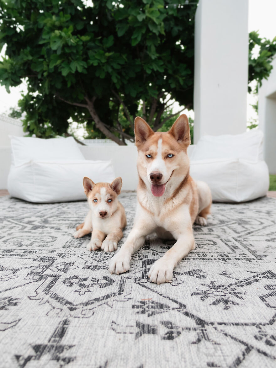 Digital Artist Combines Photos Of Dogs As Puppies And Adults Into One Wholesome Image