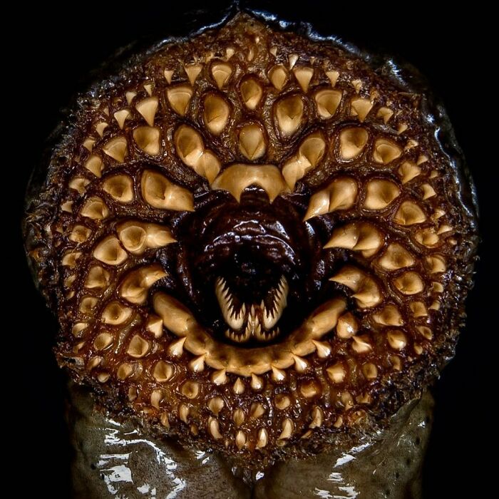 The Horrific Mouth Of A Lamprey (Bloodsucking Parasite). This One Was Over 120cm (47”) Long And As Thick As A Man’s Arm
