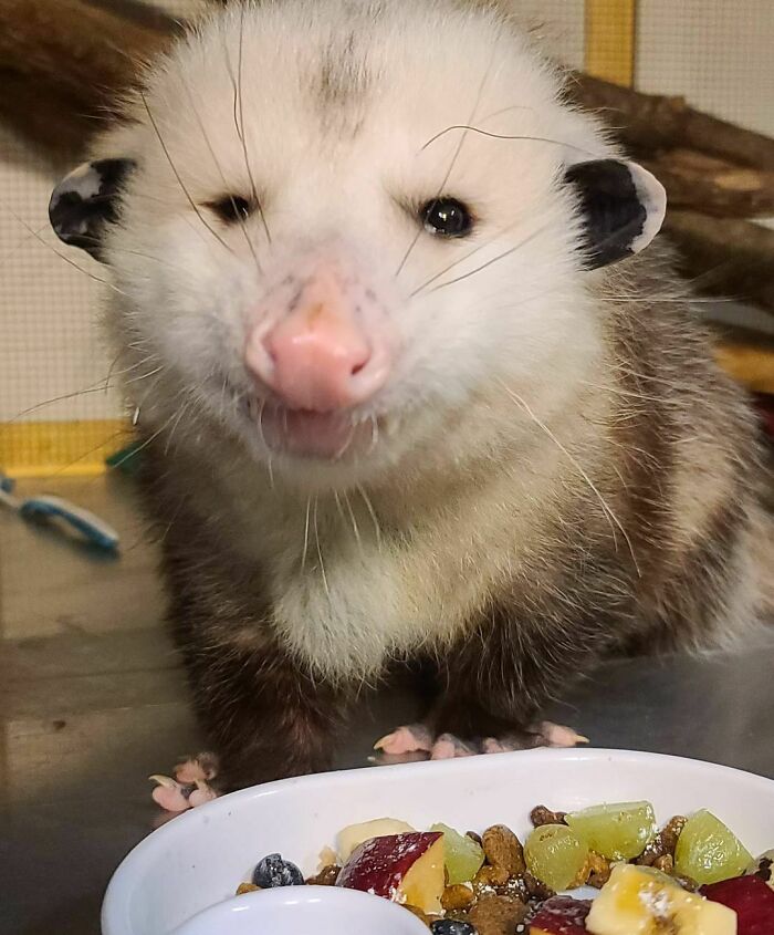 Close-up of a cute opossum eating a colorful mix of fruit and nuts in an adorable way.