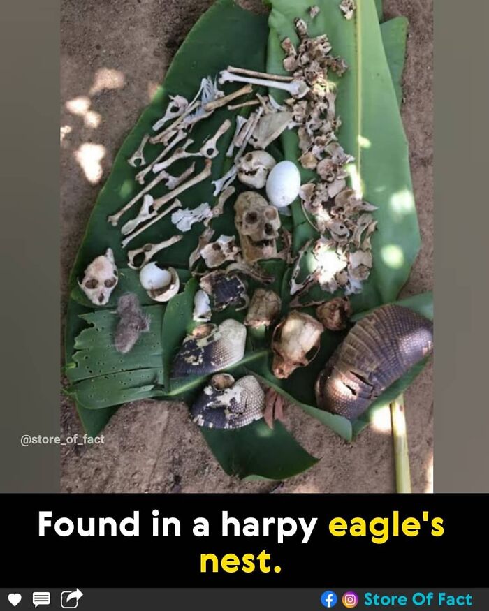 Store-Of-Crazy-Interesting-Facts