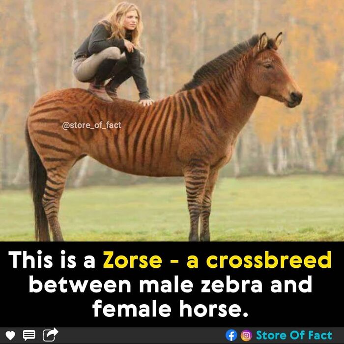 Store-Of-Crazy-Interesting-Facts