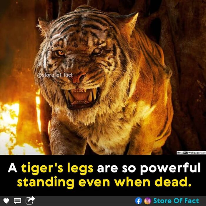 Store-Of-Crazy-Interesting-Facts