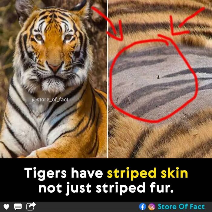 Store-Of-Crazy-Interesting-Facts