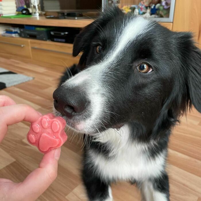 Dog looking at snack