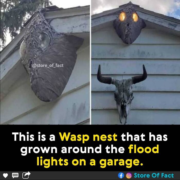 Store-Of-Crazy-Interesting-Facts