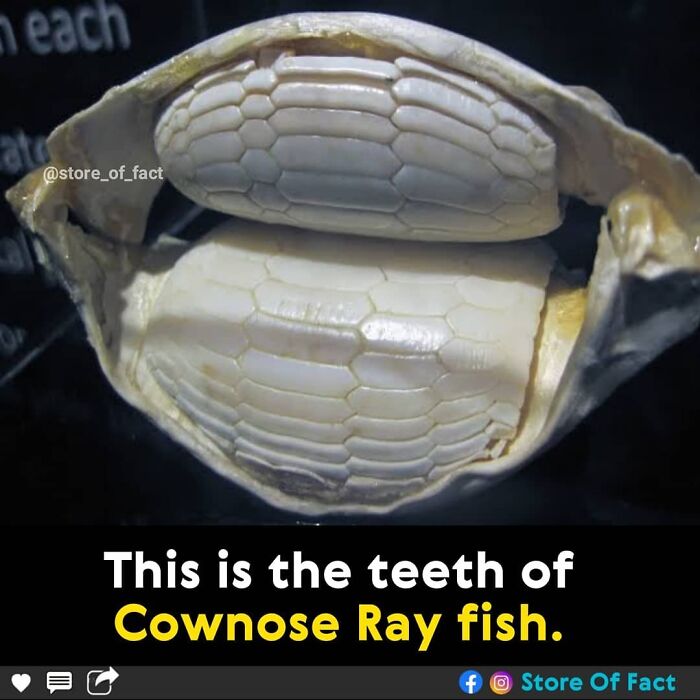 Store-Of-Crazy-Interesting-Facts