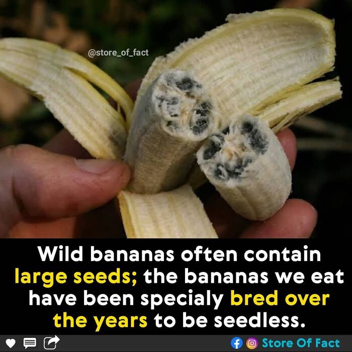 Store-Of-Crazy-Interesting-Facts