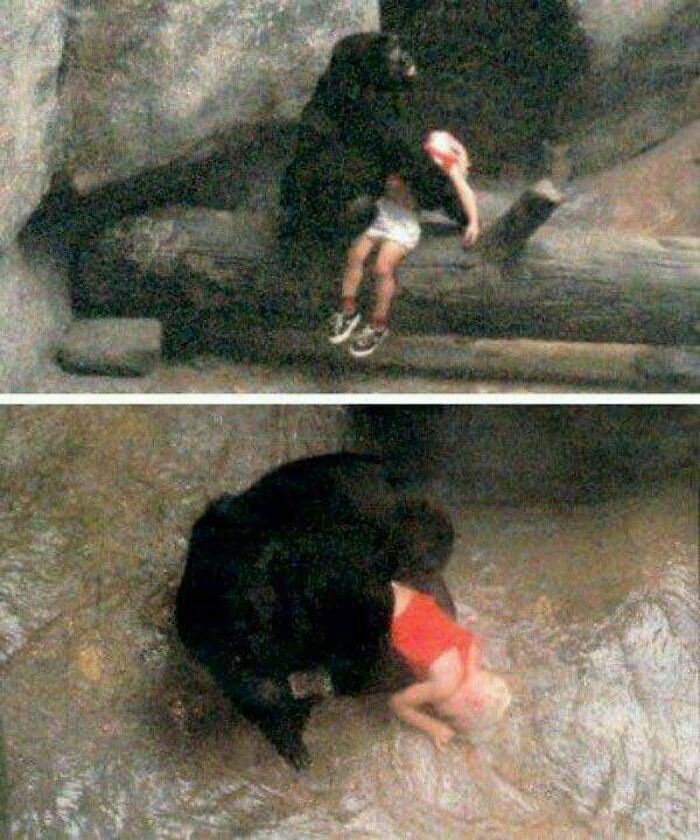 En un incidente ocurrido en 1996 en un zoológico de Illinois, una gorila hembra acunó a un niño de 3 años que cayó casi 6 metros dentro de su recinto. Una gorila de 8 años llamada Binti Jua fue noticia en todo el mundo cuando llevó a un niño a un lugar seguro después de que éste se separara de su madre y trepara a través de una barrera en el foso de los gorilas occidentales de llanura del zoológico de Brookfield el 19 de agosto de 1996