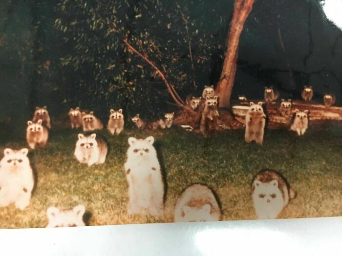 Una amiga de la familia se fue de acampada hace 30 años y oyó un ruido. Puso su cámara fuera de su tienda y tomó esta foto