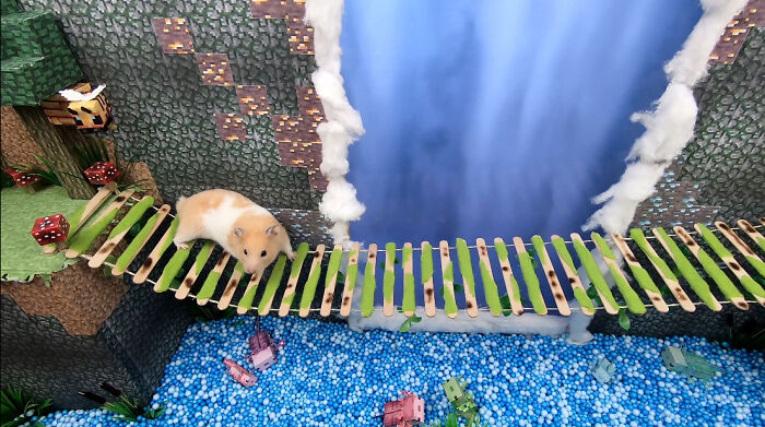 I Made A Bridge Challenge For My Hamster With 8 Levels Of Thrilling Obstacles I Made A Bridge Challenge For My Hamster With 8 Levels Of Thrilling Obstacles