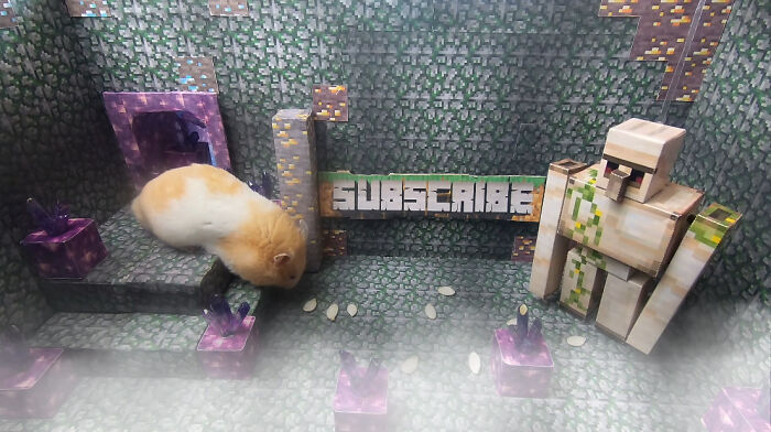 I Made A Bridge Challenge For My Hamster With 8 Levels Of Thrilling Obstacles I Made A Bridge Challenge For My Hamster With 8 Levels Of Thrilling Obstacles