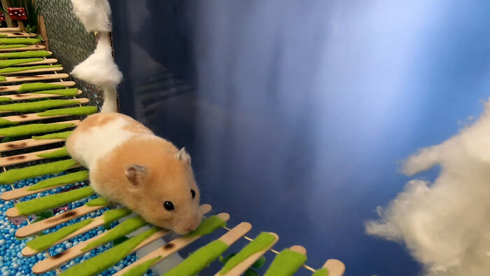 I Made A Bridge Challenge For My Hamster With 8 Levels Of Thrilling Obstacles