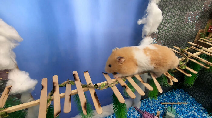 I Made A Bridge Challenge For My Hamster With 8 Levels Of Thrilling Obstacles I Made A Bridge Challenge For My Hamster With 8 Levels Of Thrilling Obstacles