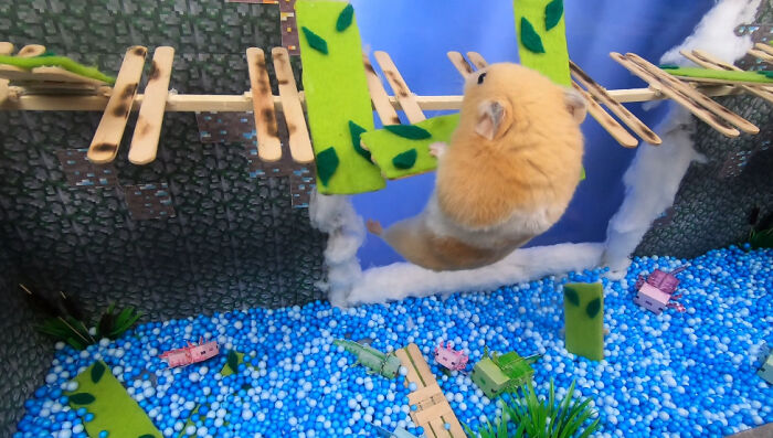 I Made A Bridge Challenge For My Hamster With 8 Levels Of Thrilling Obstacles I Made A Bridge Challenge For My Hamster With 8 Levels Of Thrilling Obstacles
