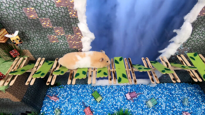 I Made A Bridge Challenge For My Hamster With 8 Levels Of Thrilling Obstacles I Made A Bridge Challenge For My Hamster With 8 Levels Of Thrilling Obstacles