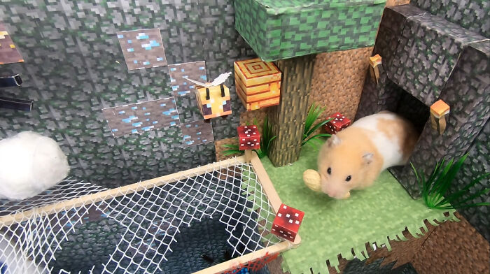 I Made A Bridge Challenge For My Hamster With 8 Levels Of Thrilling Obstacles