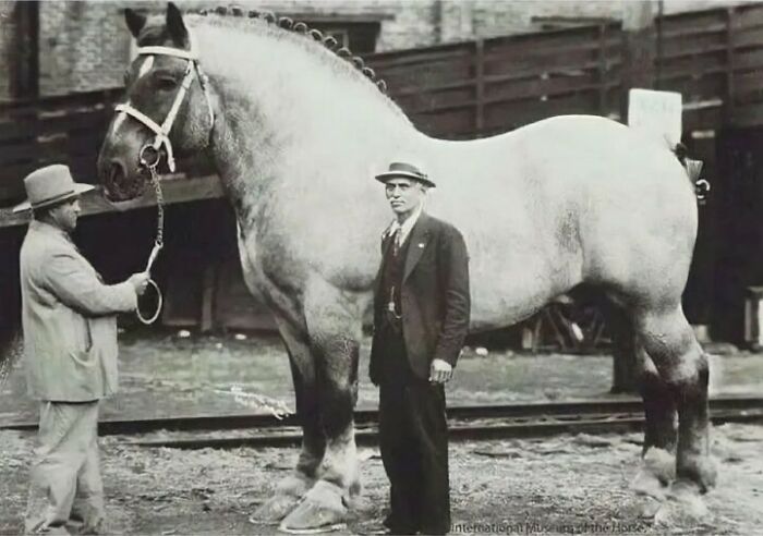 This Horse Was Considered To Be The World’s Largest Horse In 1940, Brooklyn Supreme The Belgium Stallion Weighed Over 3,200 Pounds