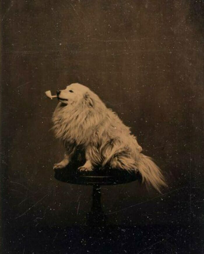 It’s Nice To Know That Over 145 Years Ago People Were Taking Silly Pictures Of Their Pets. 1875