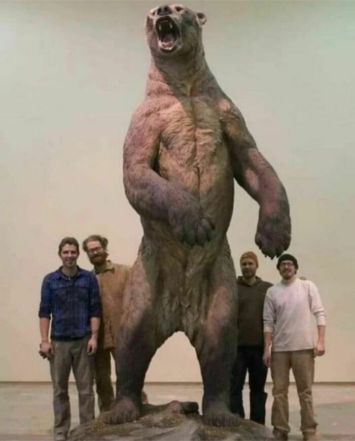 The Short-Faced Bear Is An Extinct Ancient Bear That Lived In North America 11,000 Years Ago