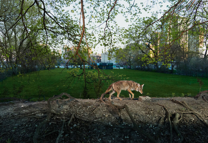 The "Cities Gone Wild" project shows how wild animals adapt to urban environments