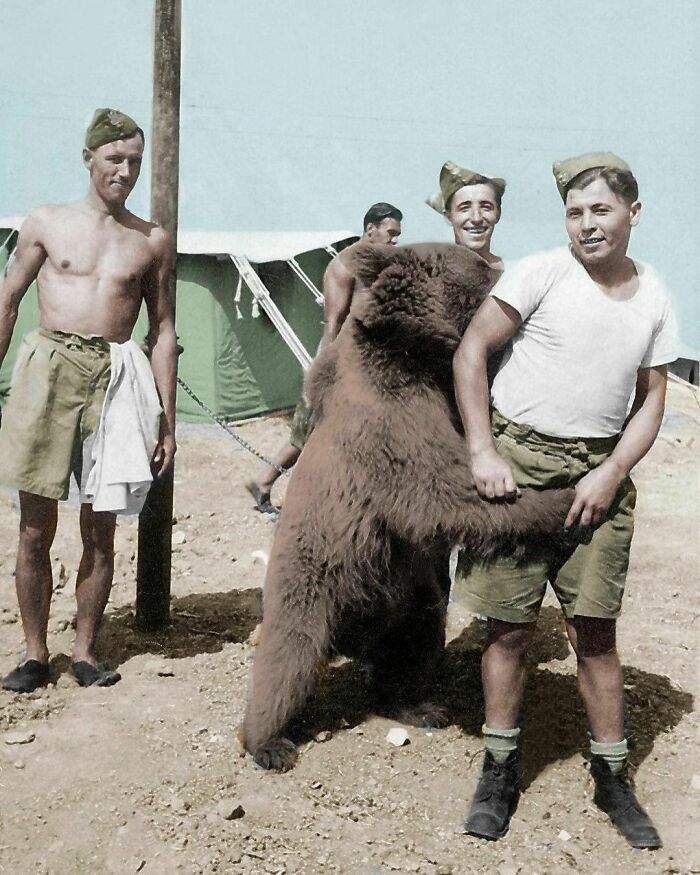 Verified The Bear Who Fought In World War II, 1945