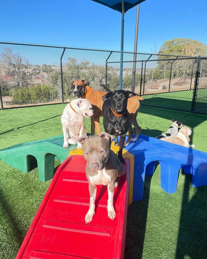 Dogs standing in the play ground