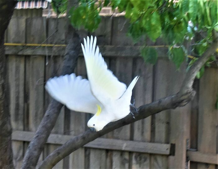 Cockatoo In Flight