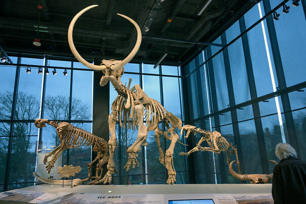 Columbian-Mammoth-Mammuthus-columbi-on-display-at-the-Burke-Museum-in-Seattle-Washington-6442e12e080be-jpeg.jpg