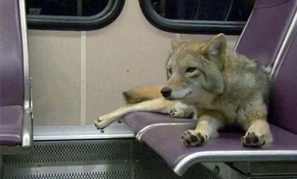 Coyote-On-A-Bus-642faa36ddb66-png.jpg