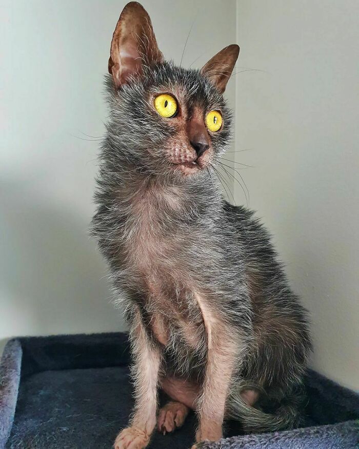 Gray Lykoi cat with yellow eyes looking