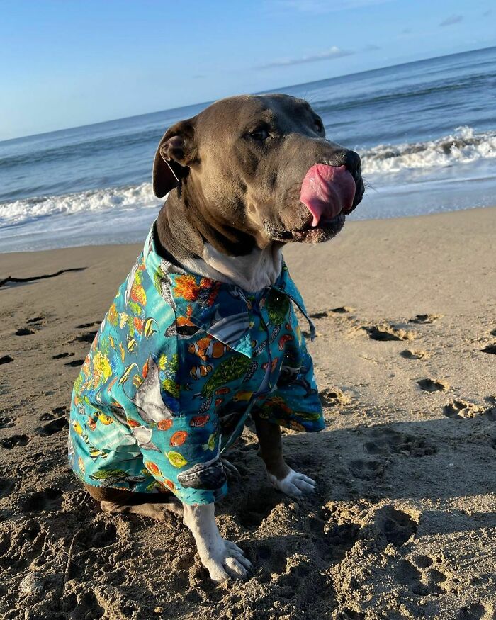 Dog with hawaii clothes at the beach