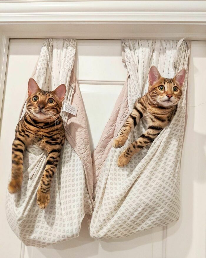 Brown with black stripes Bengal cats looking