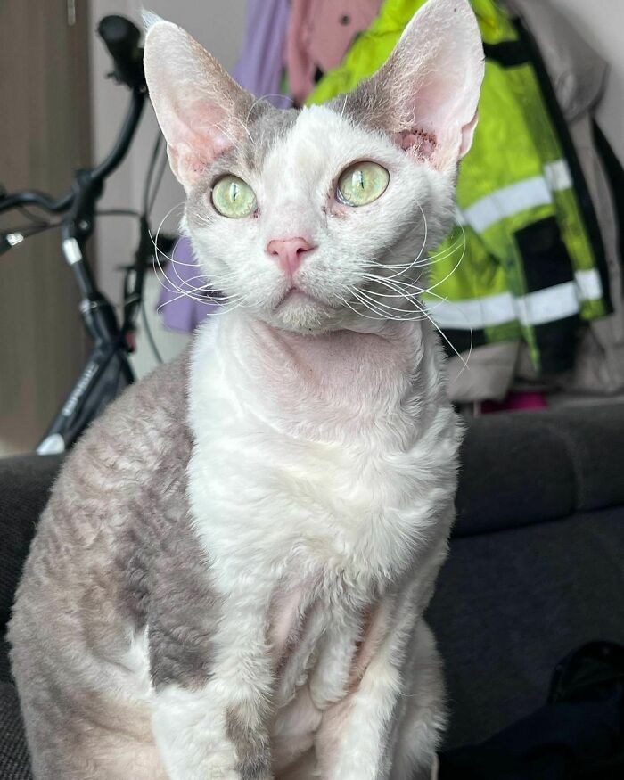 Gray and white Devon Rex cat with green eyes