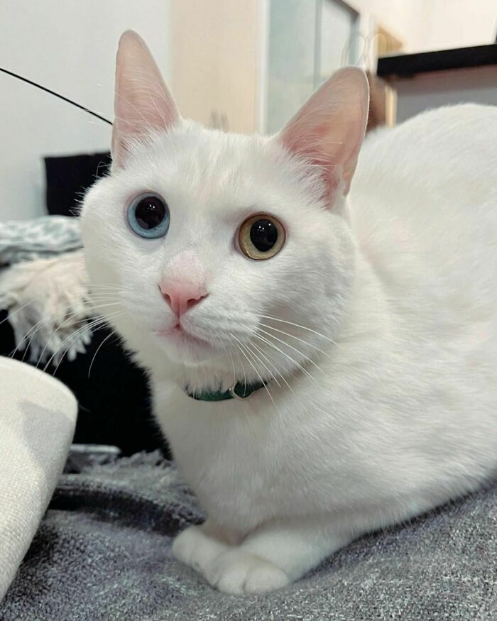 White cat with different color eyes Khao Manee looking