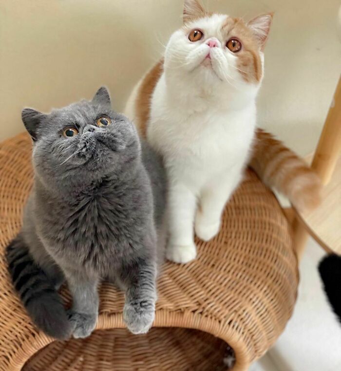 Gray and white with brown Exotic Shorthair cats looking