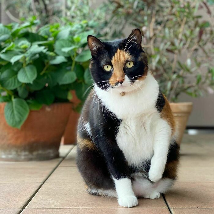 White and black Japanese Bobtail cat looking