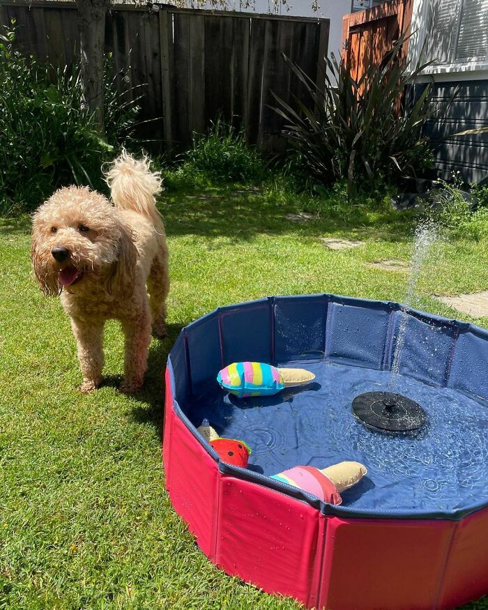 Brown dog near small pool with toys