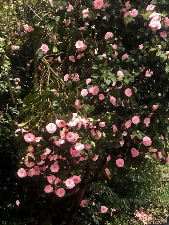 Pretty Flowers My Neighbor Has