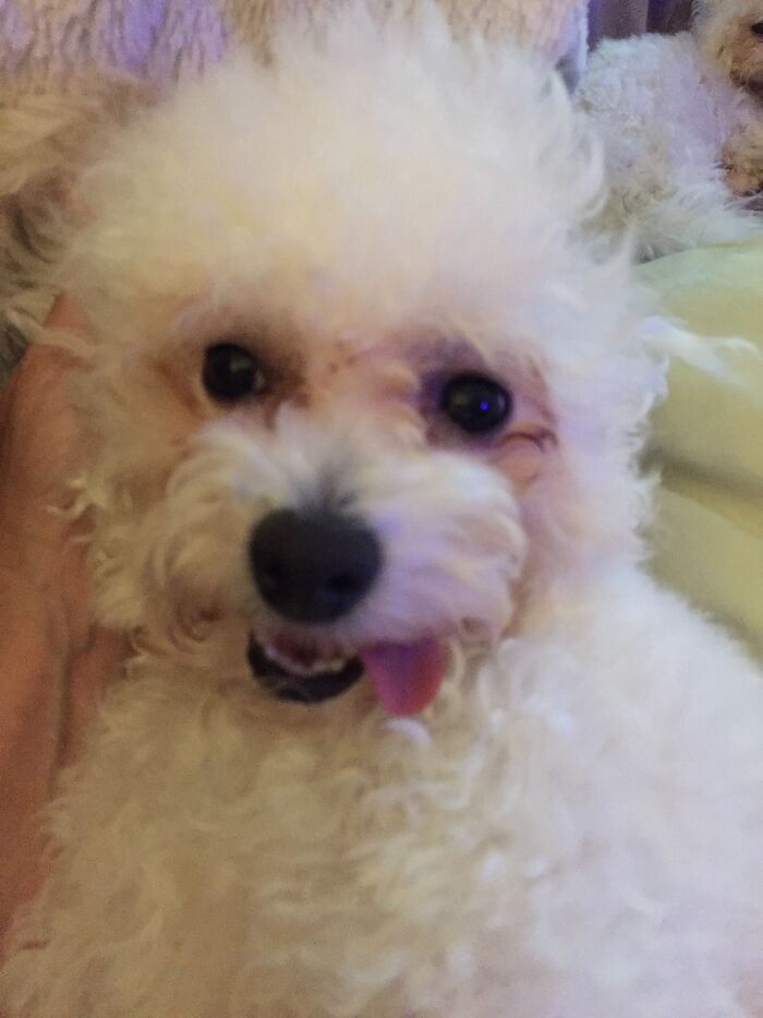 Gracie Love - This Is Gracie After A Bichon Blitz!