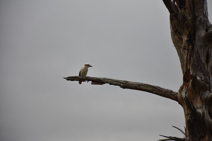 Kookaburra Sits In The Old Gum Tree